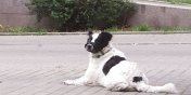 Zaniedbany pies w kagacu krci si koo klatki na ulicy Lotniczej