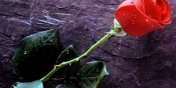 Bukiety kwiatów od kwiaciarni Kristin na Dzień Kobiet