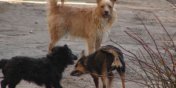 Psi problem cigle nierozwizany w Elblgu