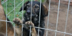 Kada ywa istota czuje i zasuguje na szacunek 