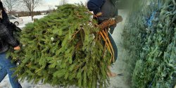Nadle�nictwo Elbl�g rozpoczyna sprzeda� choinek prosto z lasu