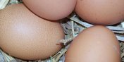 Po ile jaja przed świętami? Elbląscy kupcy zapewniają, że nie są po złotówce 