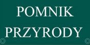 Radni podjli decyzj: leszczyna z okolic ul. Agrykola moe zosta usunita