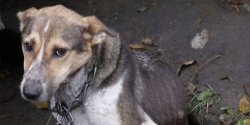 Dzi� �wiatowy Dzie� Psa. OTOZ Animals apeluje: Pami�tajmy o losie ps�w �a�cuchowych