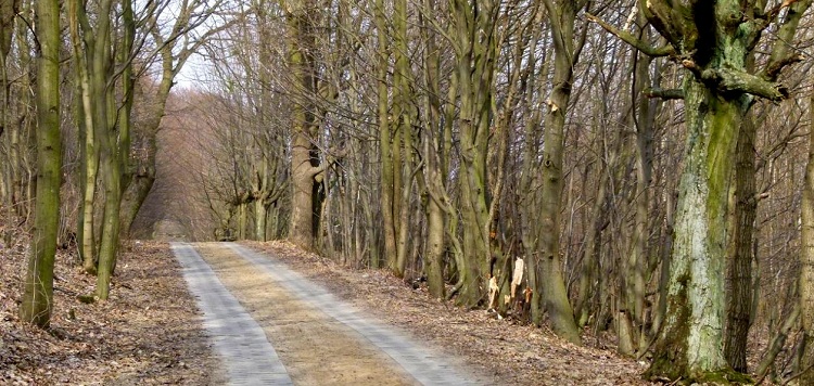 W Elblgu ruszy budowa drogi powiatowej. Czy ucierpi na tym rodowisko naturalne?