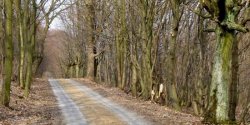 Skanska zaprojektuje i wykona ulic Wschodni-bis w Elblgu