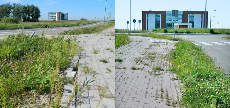 Niszczejce chodniki na Modrzewinie