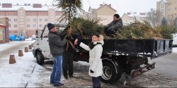 Akcja zbierania po�wi�tecznych choinek trwa
