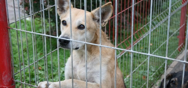 Miasto pomaga w sterylizacji adoptowanych zwierzt 