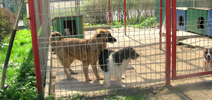 Na remont elbląskie schronisko dla zwierząt jeszcze trochę poczeka