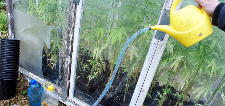 Przydomowa uprawa konopii i nie tylko