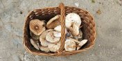 Piegi, blaszki, smak... Grzybiarz jak saper - myli si tylko raz