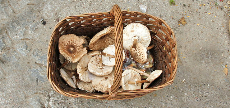 Piegi, blaszki, smak... Grzybiarz jak saper - myli się tylko raz