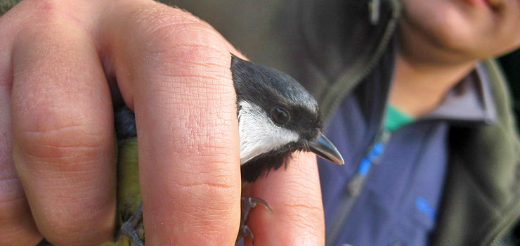 III Ptasi Piknik w Lasach Państwowych na Mierzei Wiślanej