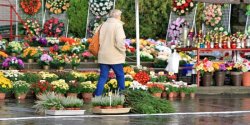 wiateko pamici, krlowe chryzantemy i stroiki. Droga pami o tych, ktrzy odeszli