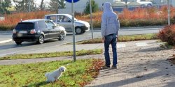 Zbierając psie kupy otrzymasz nagrodę? To możliwe!