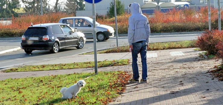Zbierając psie kupy otrzymasz nagrodę? To możliwe!