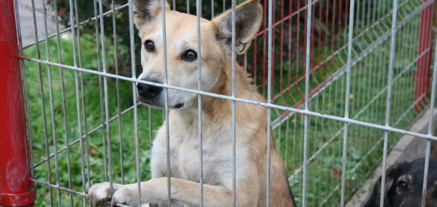 Przytulisko bije na alarm! Potrzeba stworzenia międzygminnego schroniska dla zwierząt