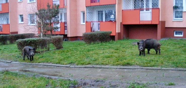 Dzik jest dziki... Wędrówki dzików wciąż utrapieniem dla mieszkańców