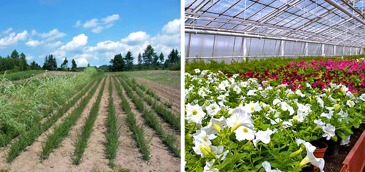 Przeniosą ogrodnictwo, aby zyskać nowe tereny pod mieszkaniówkę