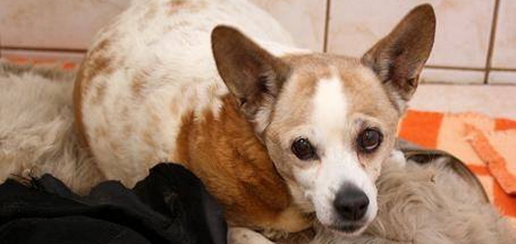 Wyziębiona psina znaleziona przy przychodni na ul. Jaśminowej. Czy ktoś ją poznaje?