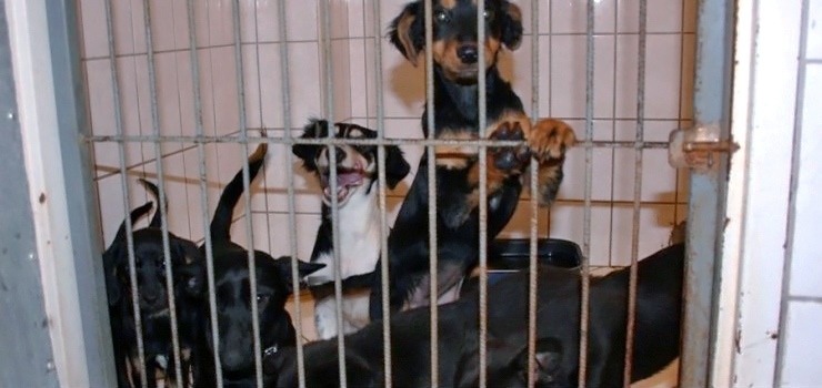 Mimo dobrej polityki adopcyjnej schronisko w Elblągu jest nadal przepełnione