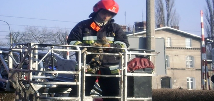 Nietypowa interwencja Straży Miejskiej z kotem