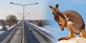 Dwa kangury biegajce po S7 wynikiem nieudanej prby kradziey. aden nie przey