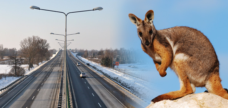 Dwa kangury biegające po S7 wynikiem nieudanej próby kradzieży. Żaden nie przeżył