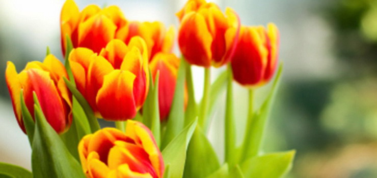 Roztańczony Dzień Kobiet