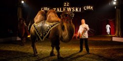  Cyrk Zalewski wyst�pi� w Elbl�gu - zobacz zdj�cia
