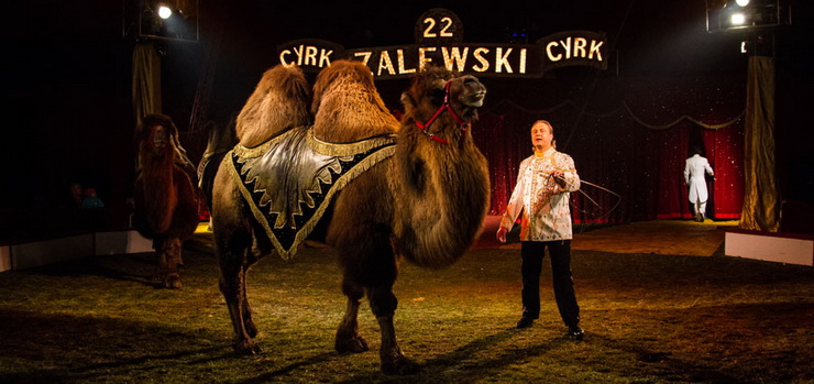 Cyrk Zalewski wystąpił w Elblągu - zobacz zdjęcia
