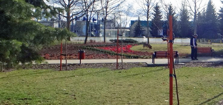 Na chodnik, zieleniec, pod pomnik... W Elblągu psy można wyprowadzać już wszędzie