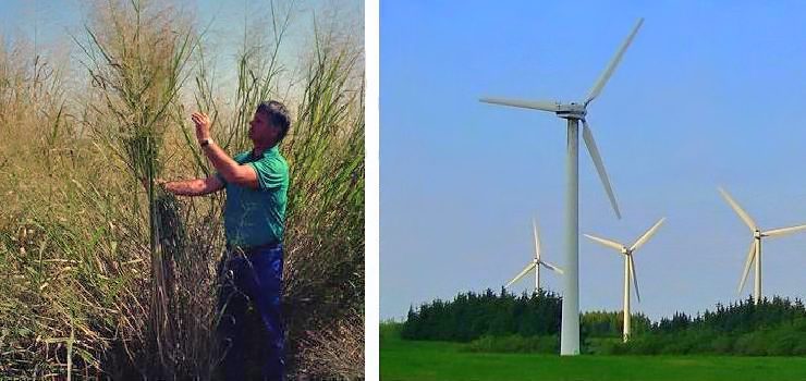 Biomasa alternatywą dla wiatraków?
