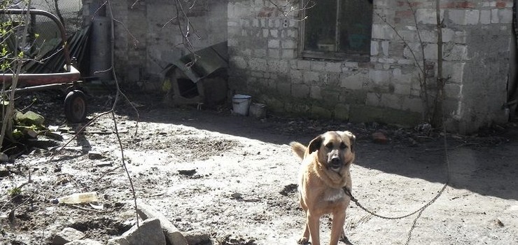Kat zwierzt z Gronowa Elblskiego odpowie za wszystkie przestpstwa?