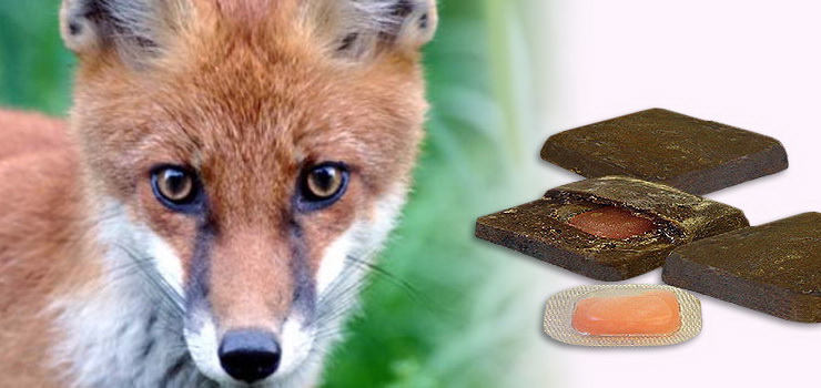 Nie wyprowadzaj swoich zwierząt bez smyczy. Z samolotów zrzucane są szczepionki na lisy