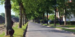 Przebuduj ul. Moniuszki na caej dugoci. Drzewostan zagroony?