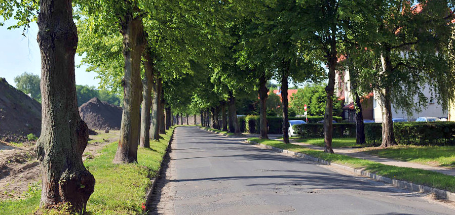 Przebuduj ul. Moniuszki na caej dugoci. Drzewostan zagroony?