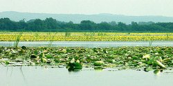 Katastrofa ekologiczna na jeziorze Druzno i rzece Wskiej coraz bardziej tragiczna. Ju ponad 1,5 tony martwych ryb