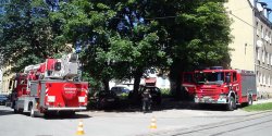 Gniazdo pszcz� przy ul. Odzie�owej zagra�a�o elbl��anom