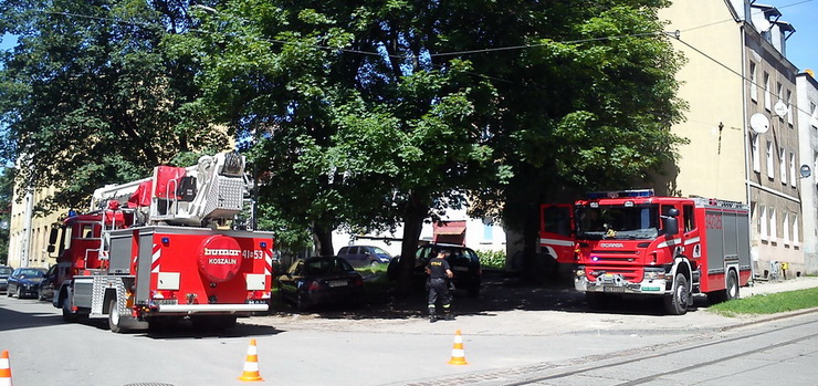 Gniazdo pszczół przy ul. Odzieżowej zagrażało elblążanom