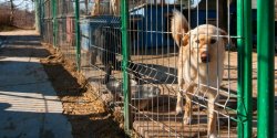 Duga droga do ugody? W sprawie schroniska s nowe roszczenia