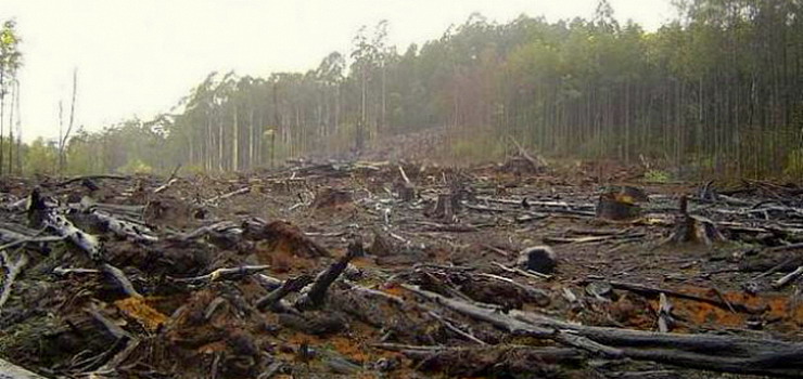 Rosja potwierdza: Trwa wycinka lasu przy granicy z Polską.Czy to wycinka dla rosyjskich czołgów?