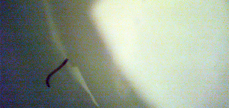 Czytelniczka pyta: "Długo jeszcze prysznic będę brała z "podglądaczem", zwanym rurecznikiem pospolitym?