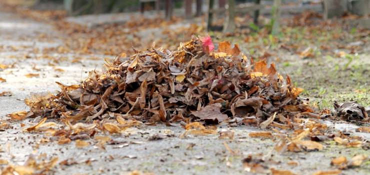 Lecą liście z drzew... A do wysprzątania - ponad 300 hekatrów terenu