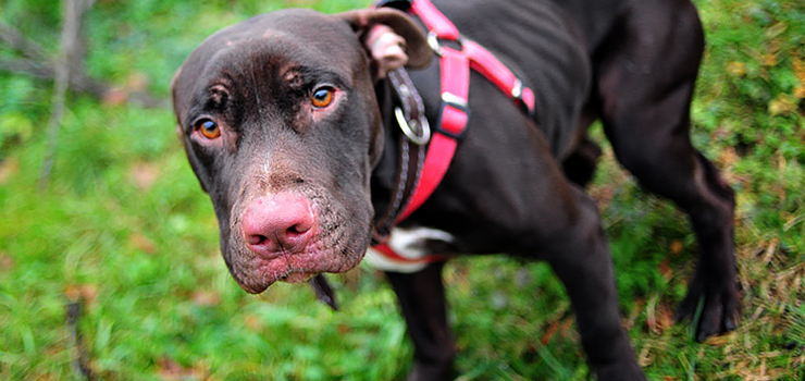 Ciągła walka z pseudohodowcami. Zanim kupisz zwierzaka zastanów się