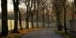 Pod topr pjdzie 60 zdrowych drzew. Obrocy protestuj, Miasto chce rozmawia