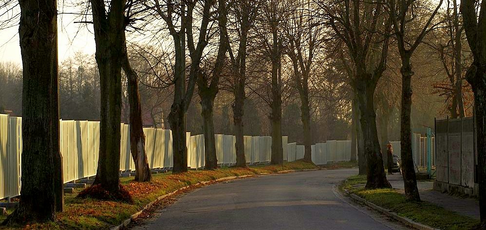 Pod topr pjdzie 60 zdrowych drzew. Obrocy protestuj, Miasto chce rozmawia