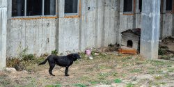 Ksi�dz trzyma� psa na �a�cuchu pod go�ym niebem. Przed interwencj� OTOZ-u pozby� si� go