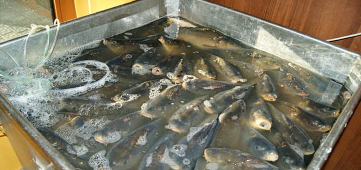 Elblążanie oburzeni niehumanitarną sprzedażą karpi